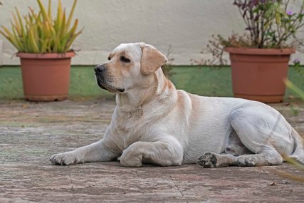 Labrador Retriever Dogs For Mating In Pune