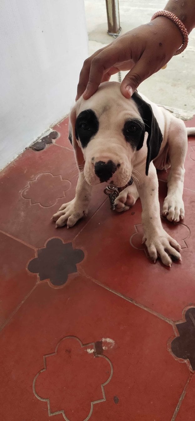 Bully Kutta For Sale In Dindigul