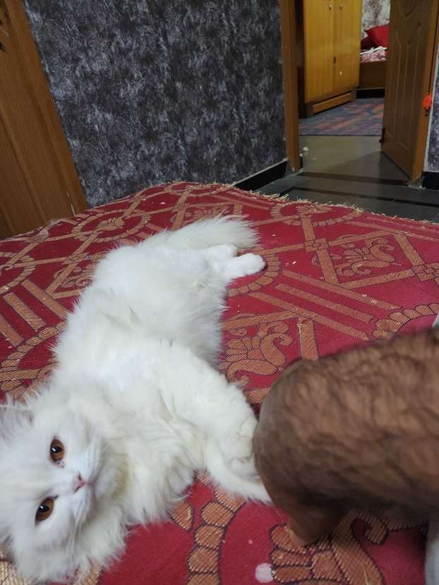Persian Dogs For Mating In Hyderabad