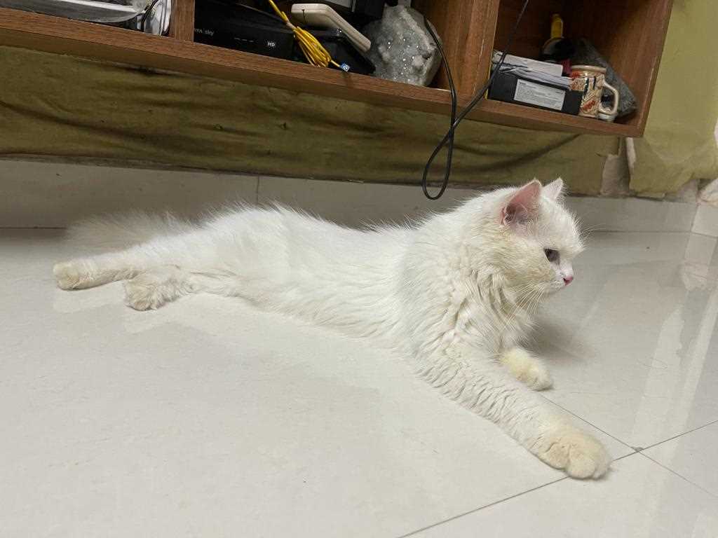 Persian Dogs For Mating In Mumbai