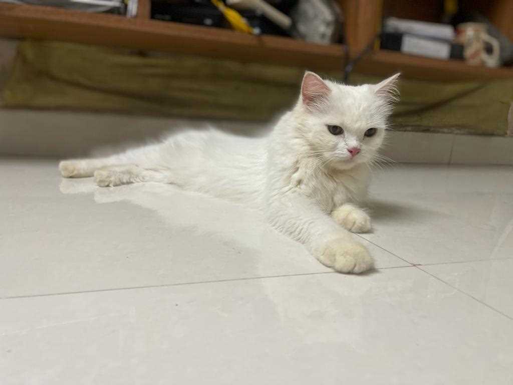 Persian Dogs For Mating In Mumbai