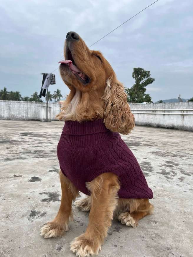 Cocker Spaniel Dogs For Mating In Bangalore