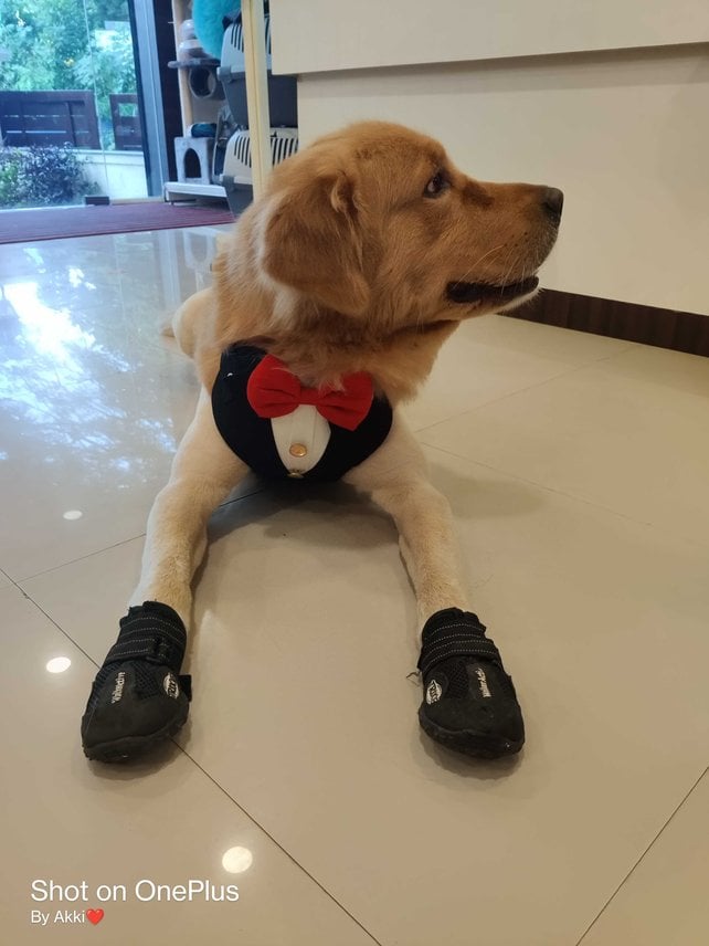 Golden Retriever Dogs For Mating In Bangalore