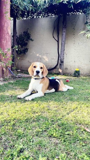Beagle For Adoption In Patiala