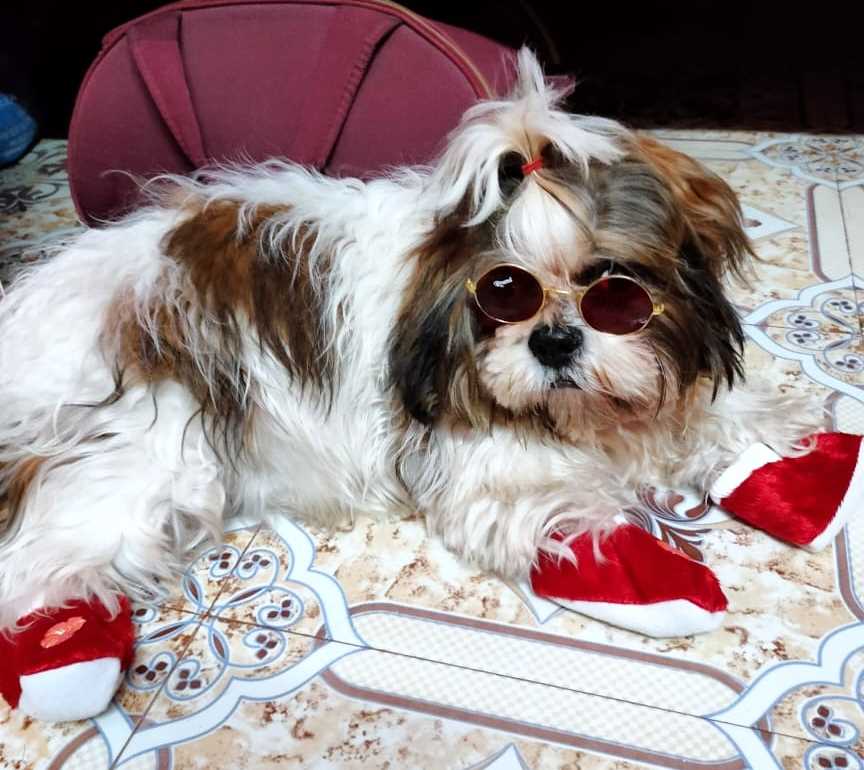 Shih Tzu Dogs For Mating In Kolkata