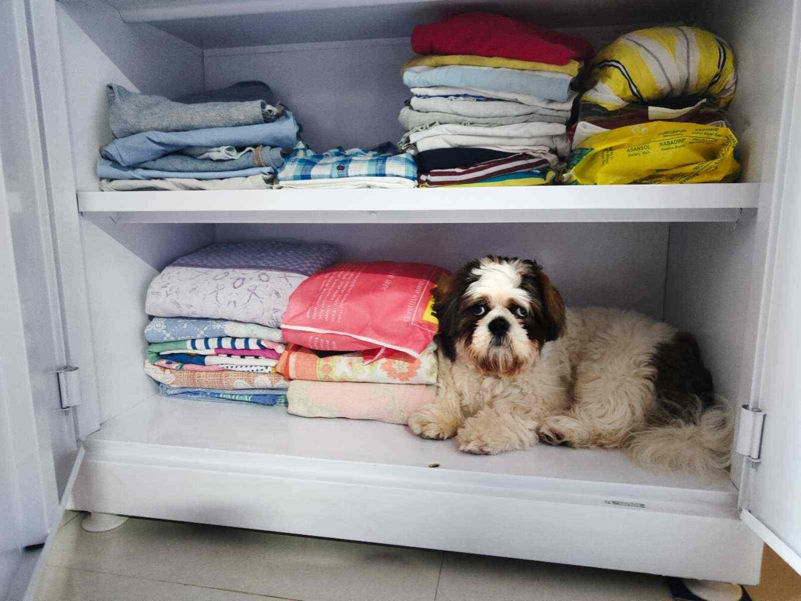 Shih Tzu Dogs For Mating In Kolkata