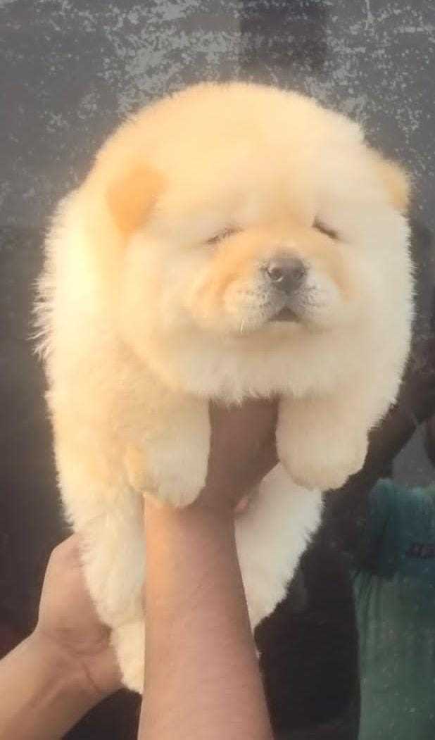 Chow Chow For Sale In Bhopal