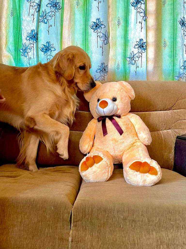 Golden Retriever Dogs For Mating In Belgaum