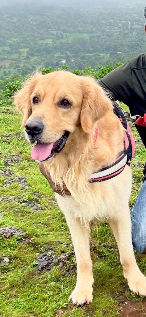 Golden Retriever Dogs For Mating In Belgaum