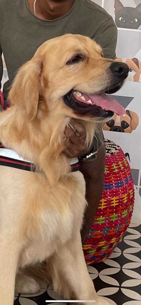 Golden Retriever Dogs For Mating In Belgaum