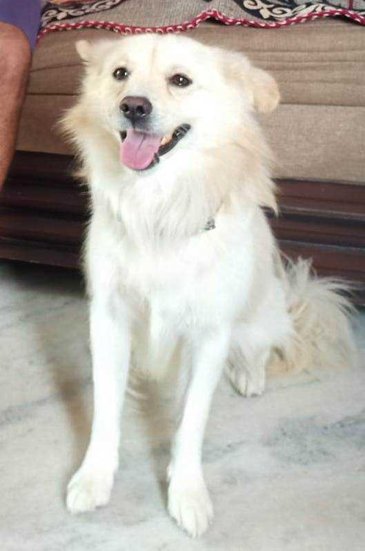 Pomeranian Dogs For Mating In Secunderabad