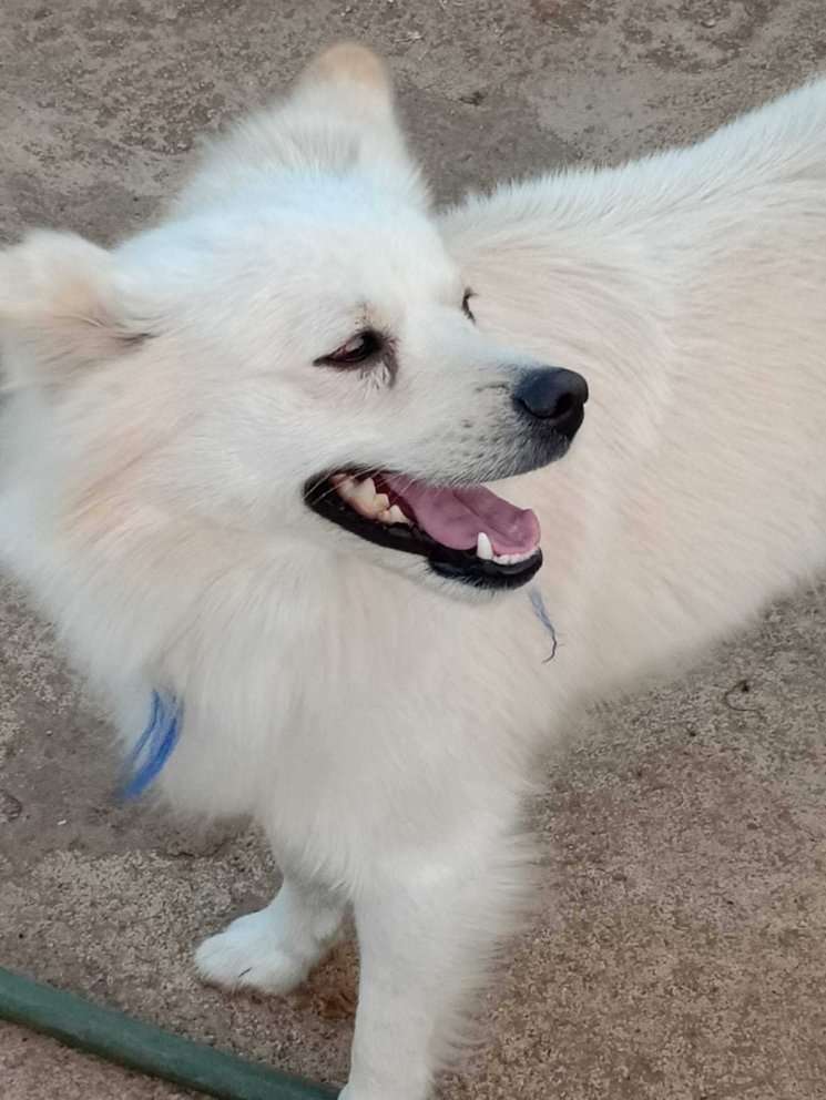 Pomeranian Dogs For Mating In Secunderabad