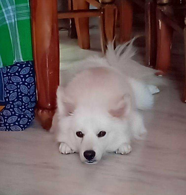 Pomeranian Dogs For Mating In Secunderabad