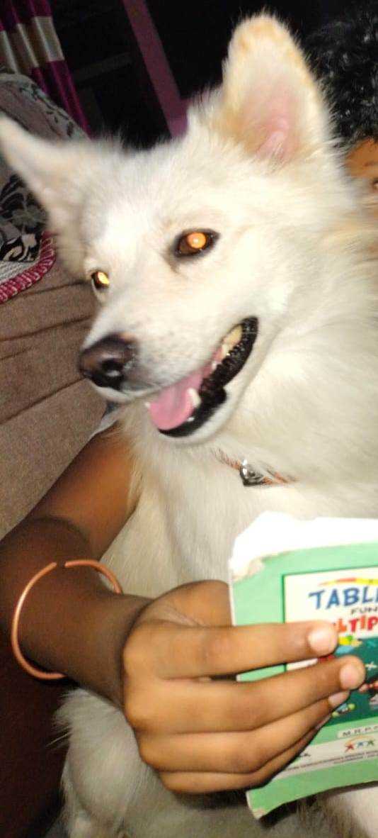 Pomeranian Dogs For Mating In Secunderabad