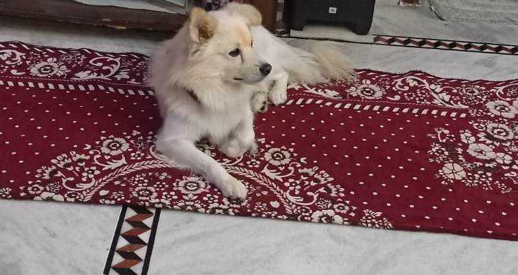 Pomeranian Dogs For Mating In Secunderabad