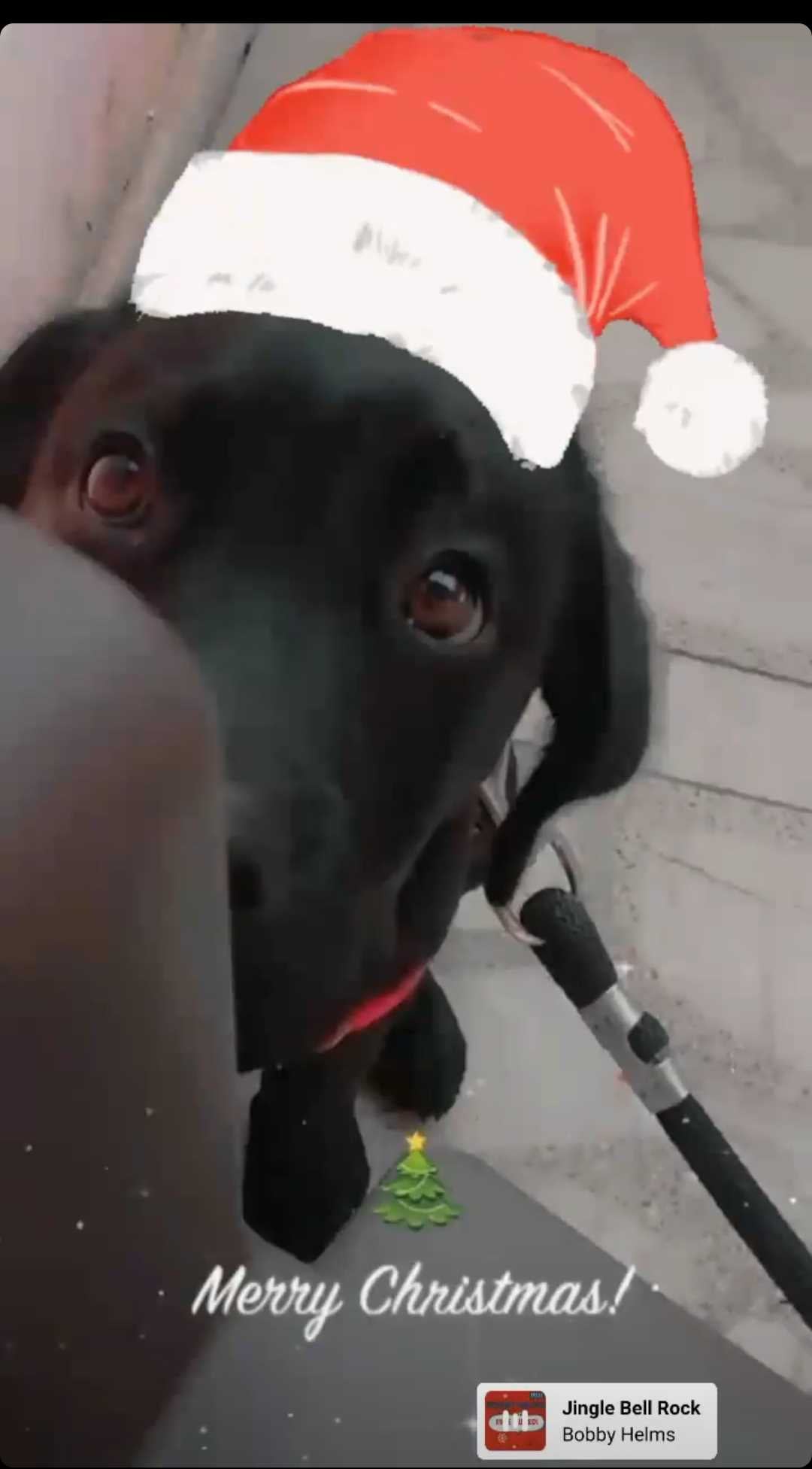 Labrador Retriever Dogs For Mating In Kota