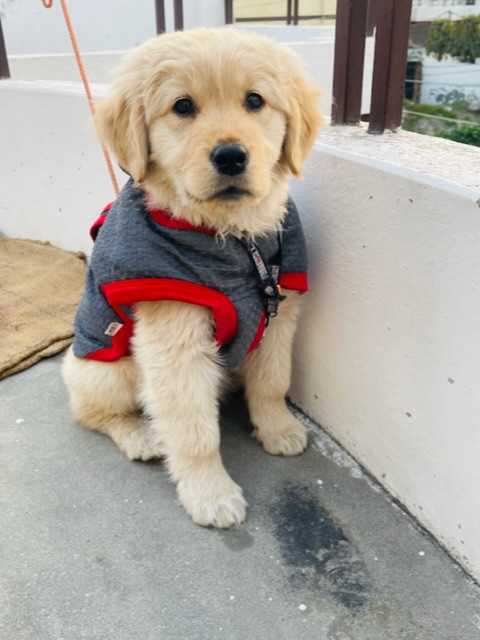 Golden Retriever For Sale In Sangrur