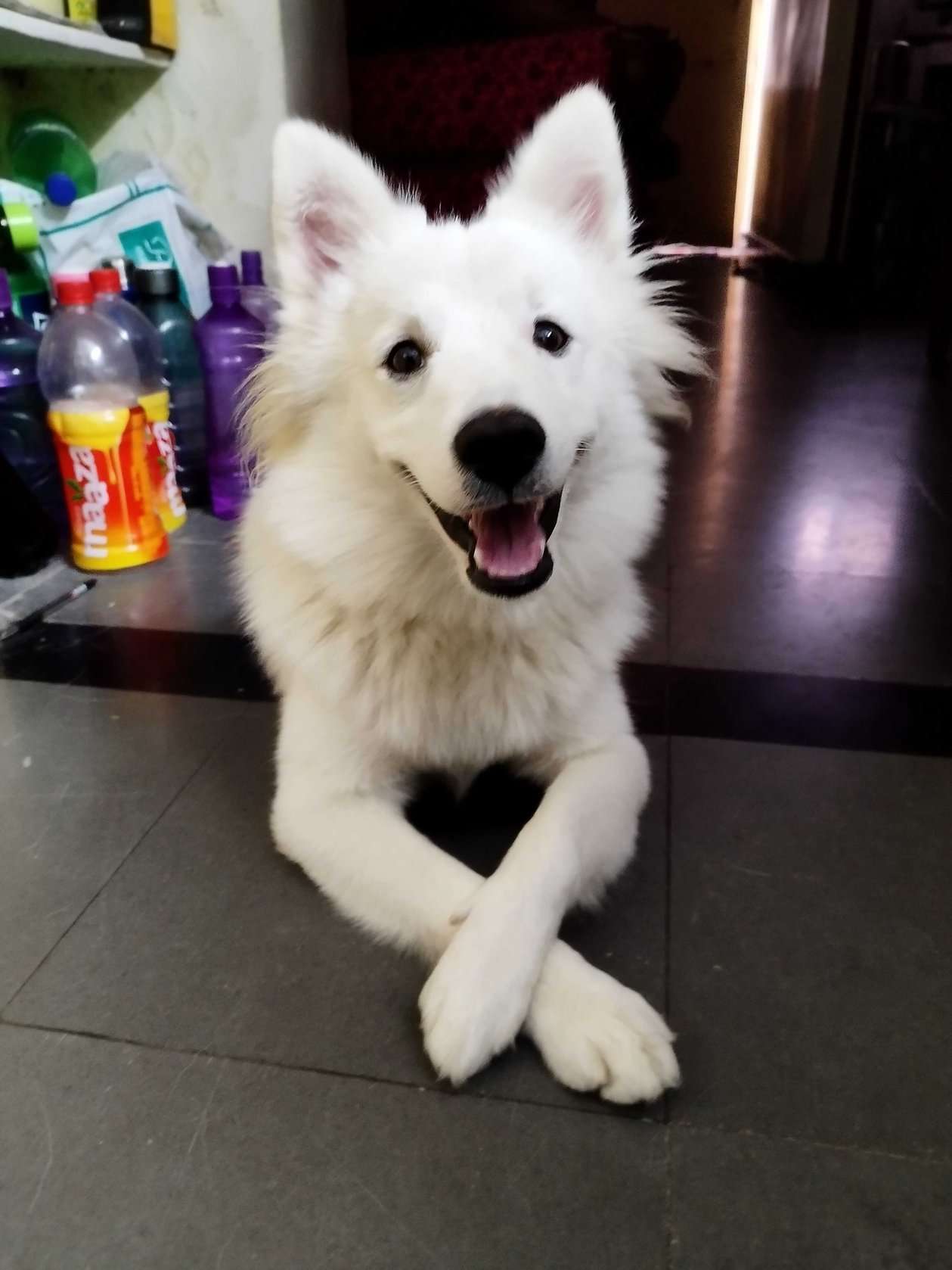 Indian Spitz Dogs For Mating In Hyderabad