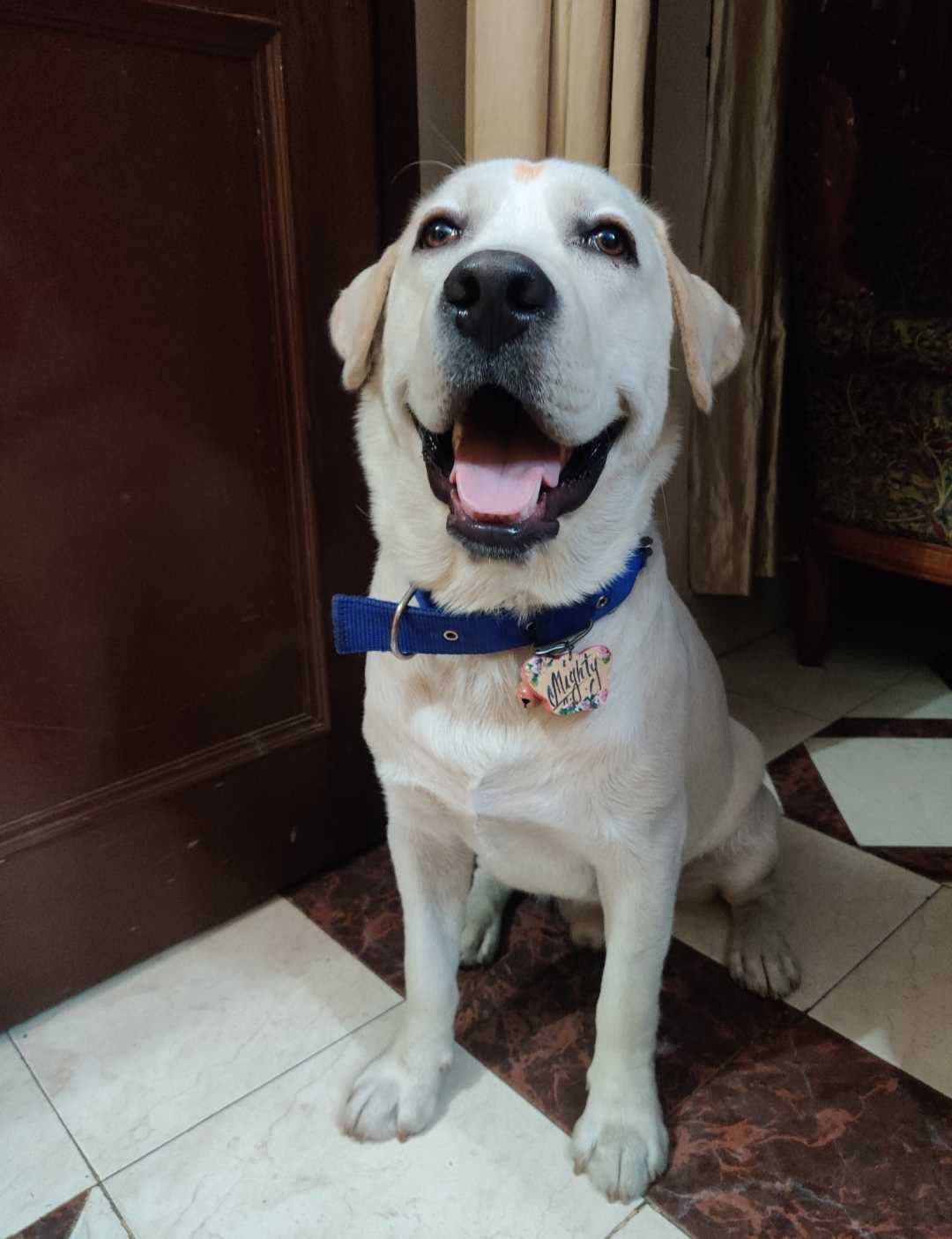 Labrador Retriever Dogs For Mating In Noida