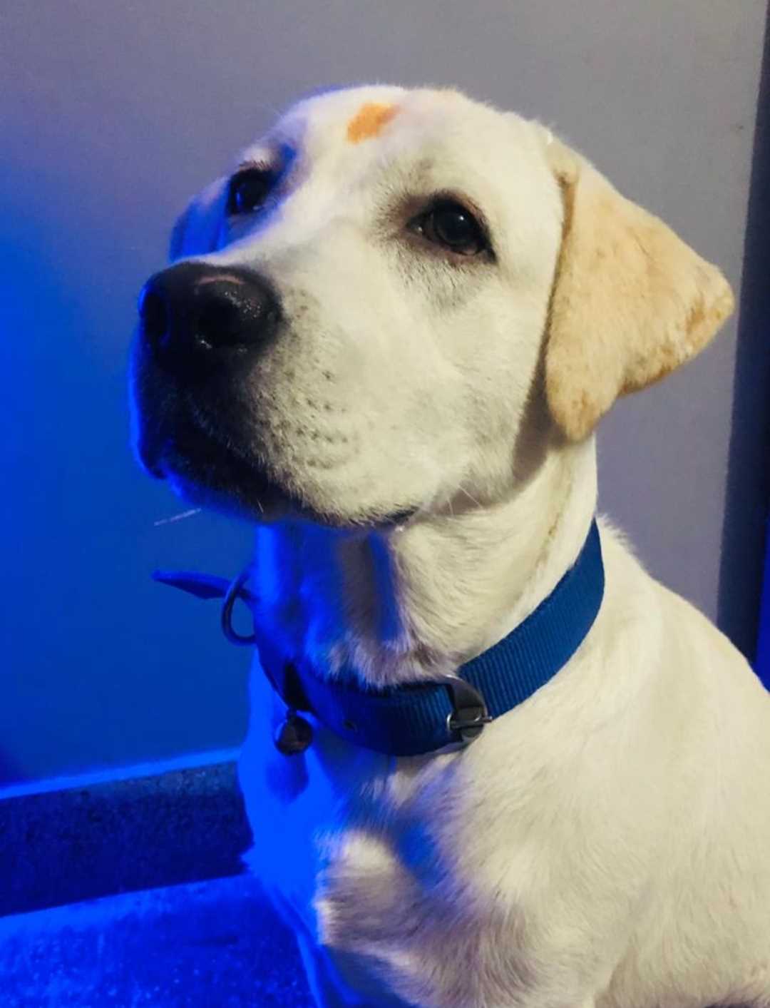 Labrador Retriever Dogs For Mating In Noida