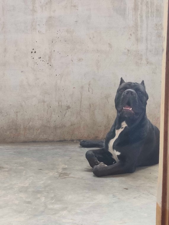 Cane Corso Dogs For Mating In Hyderabad