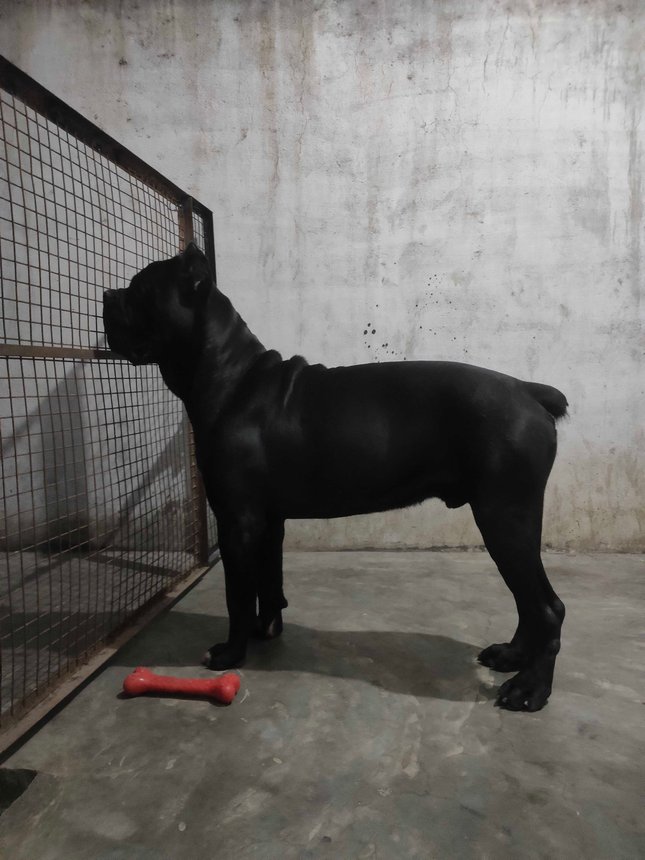 Cane Corso Dogs For Mating In Hyderabad