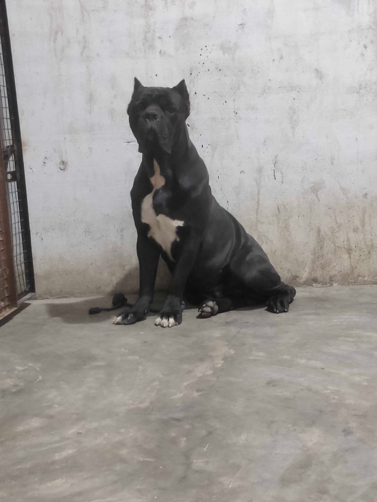 Cane Corso Dogs For Mating In Hyderabad