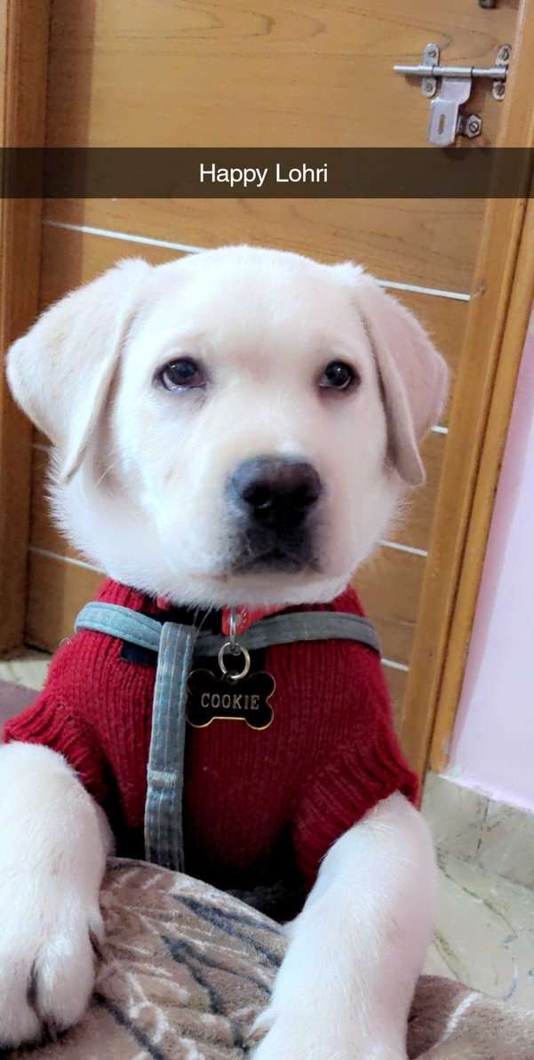Labrador Retriever For Sale In Delhi