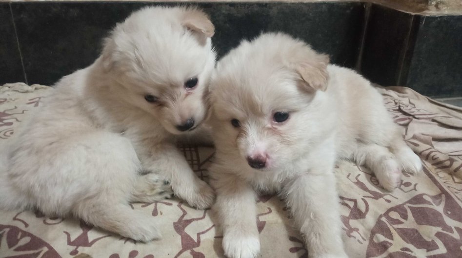 Pomeranian For Sale In Hyderabad