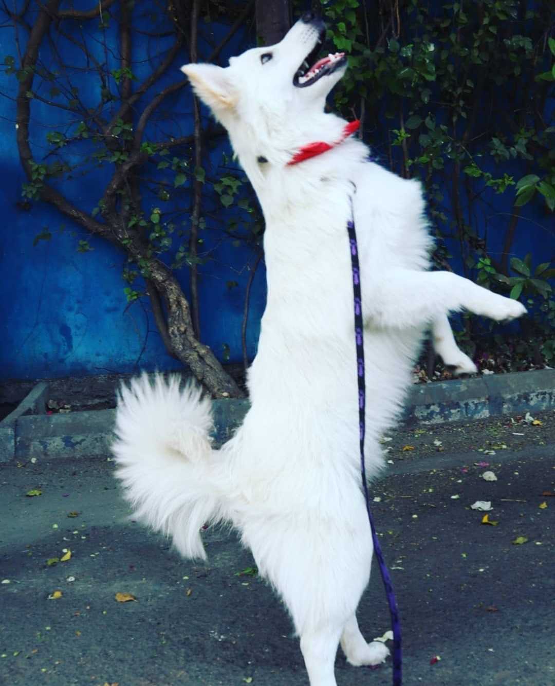 Indian Spitz Dogs For Mating In Surat