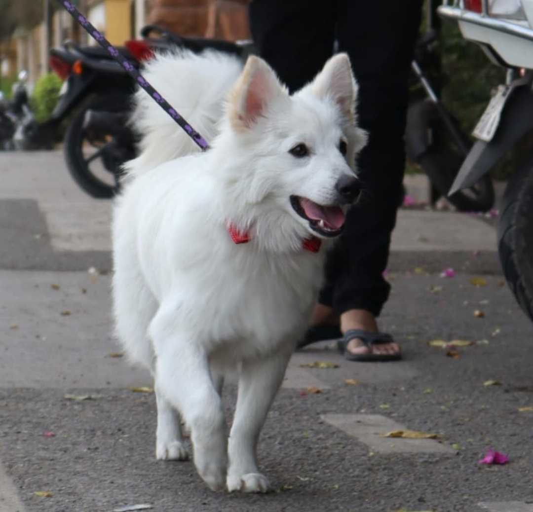 Indian Spitz Dogs For Mating In Surat