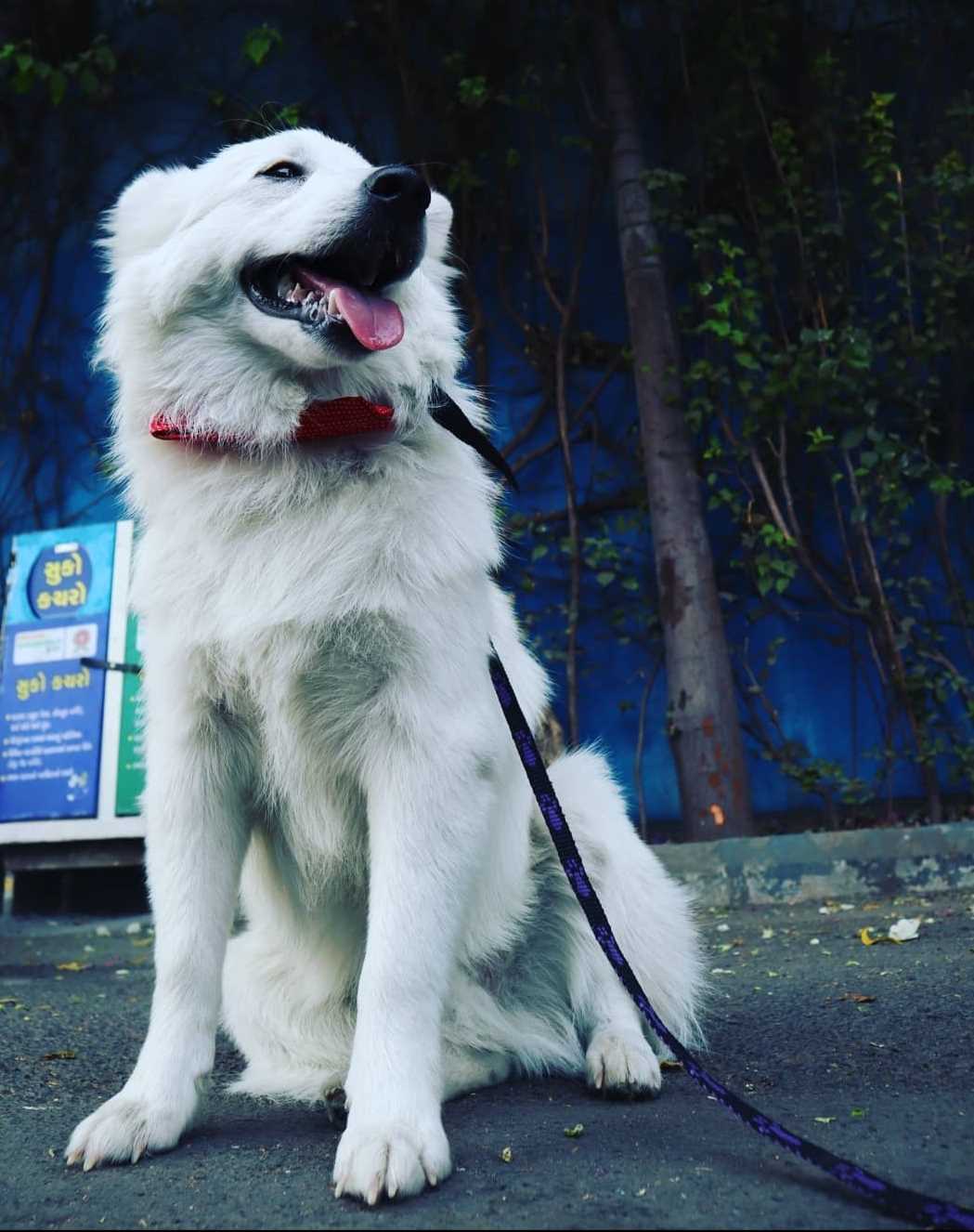Indian Spitz Dogs For Mating In Surat