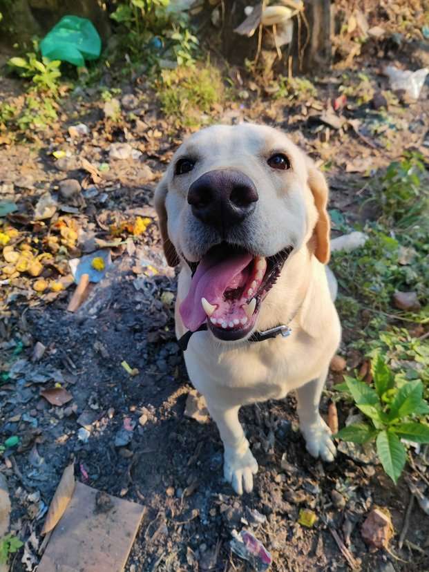 Labrador Retriever Dogs For Mating In Thiruvananthapuram