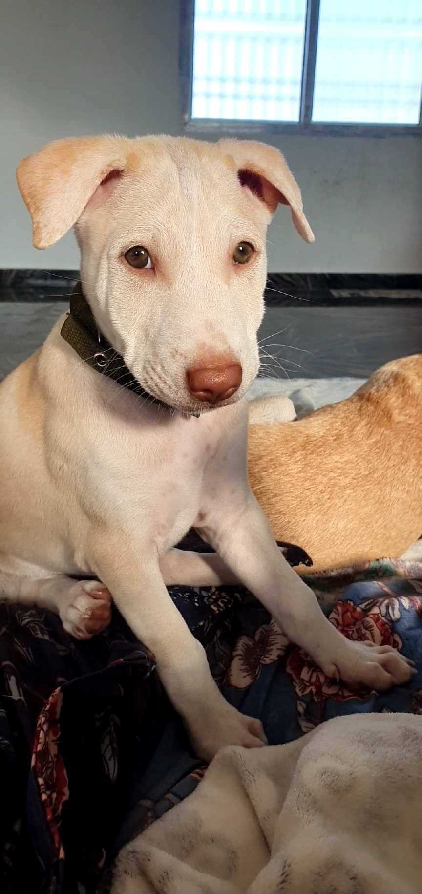Indian Breed For Adoption In Tirupati