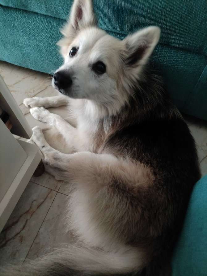 Pomsky Dogs For Mating In Bangalore