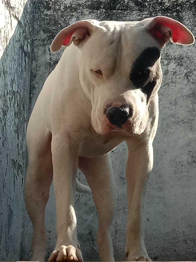 Pitbull Dogs For Mating In Jaipur