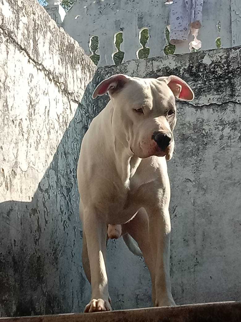 Pitbull Dogs For Mating In Jaipur