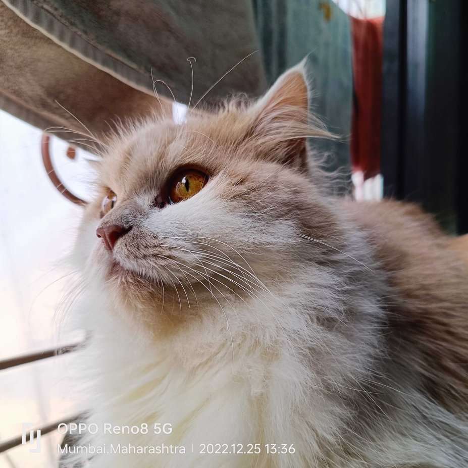 Ragdoll Dogs For Mating In Mumbai