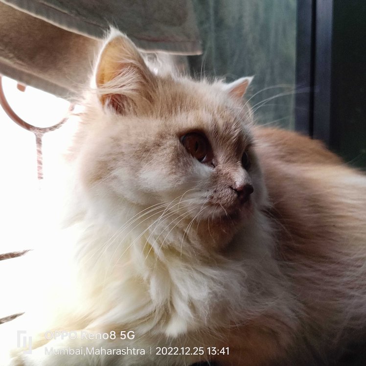 Ragdoll Dogs For Mating In Mumbai