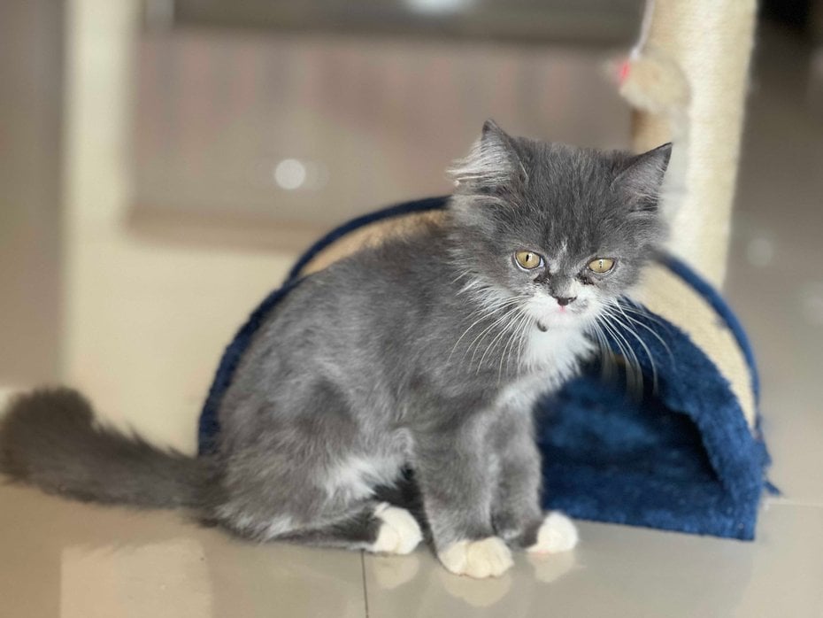 Persian For Sale In Mangalore
