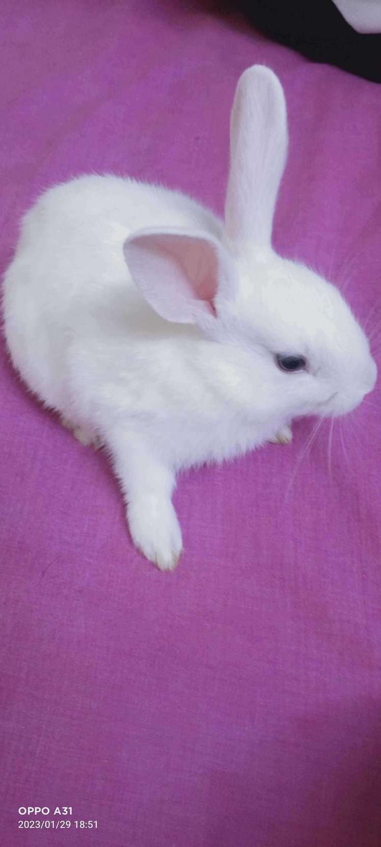 Rabbits For Adoption In Mumbai