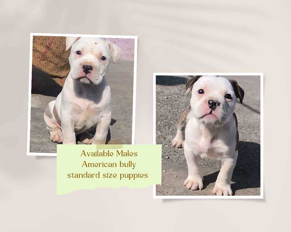 American Bully For Sale In Dehradun