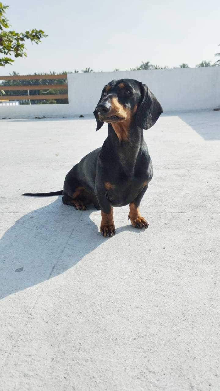 Dachshund Dogs For Mating In Coimbatore