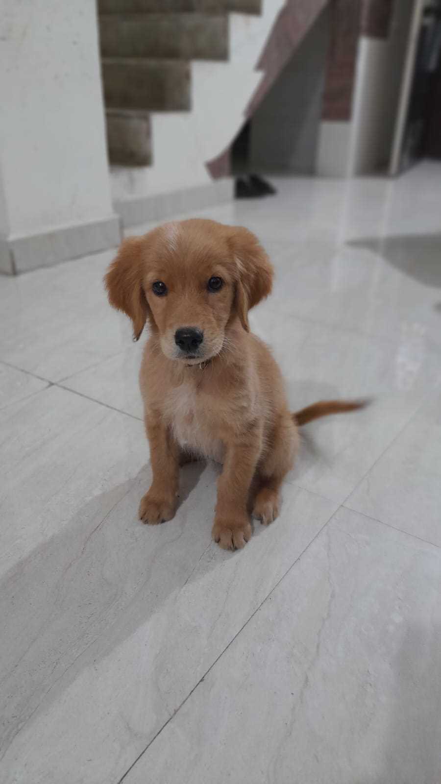 Golden Retriever For Sale In Panvel