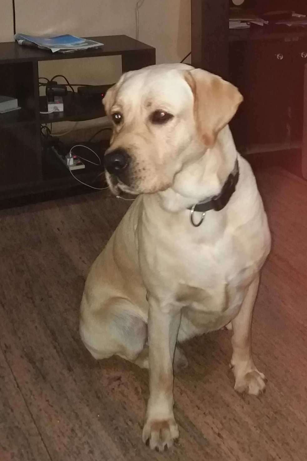 Labrador Retriever Dogs For Mating In Mumbai