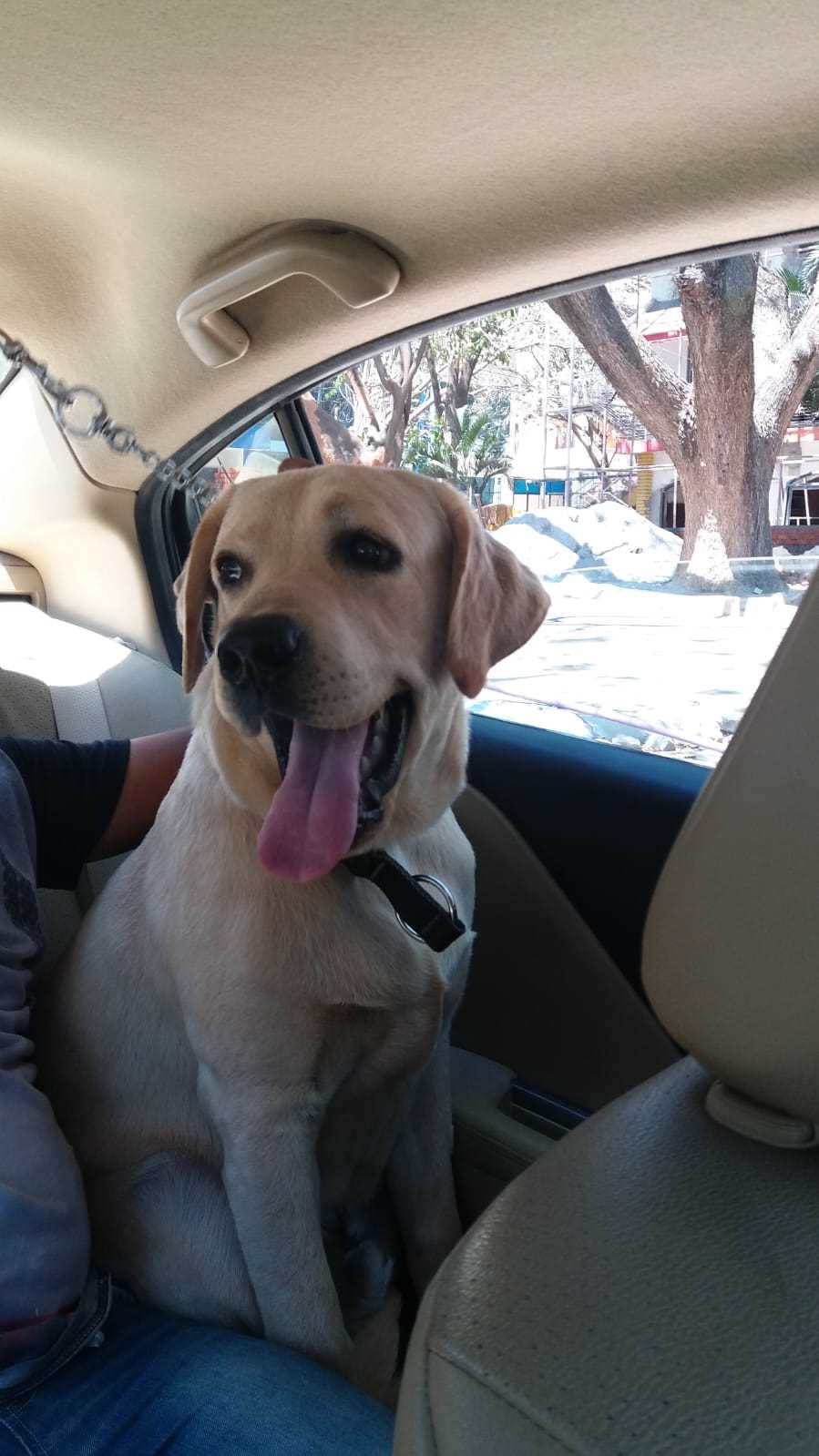 Labrador Retriever Dogs For Mating In Mumbai