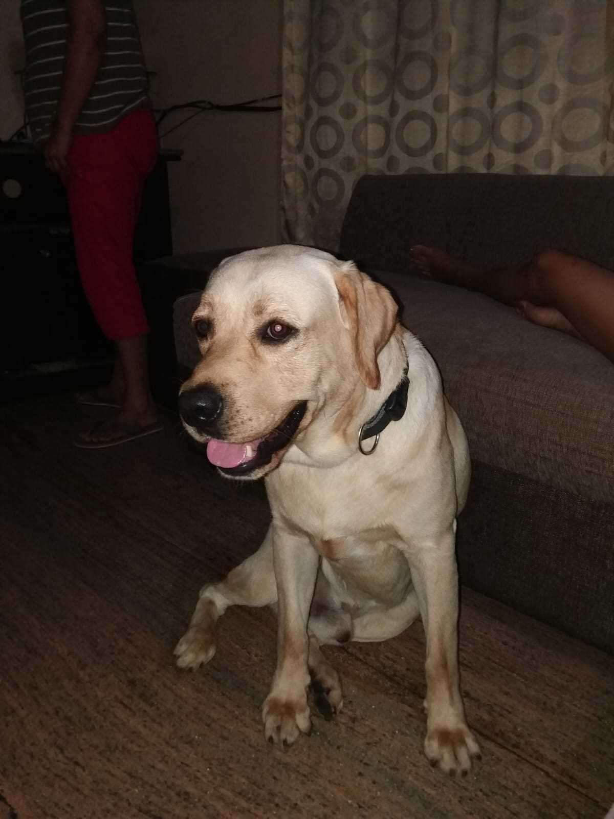 Labrador Retriever Dogs For Mating In Mumbai