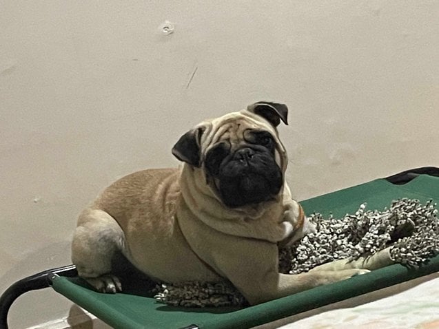 Pug Dogs For Mating In Meerut