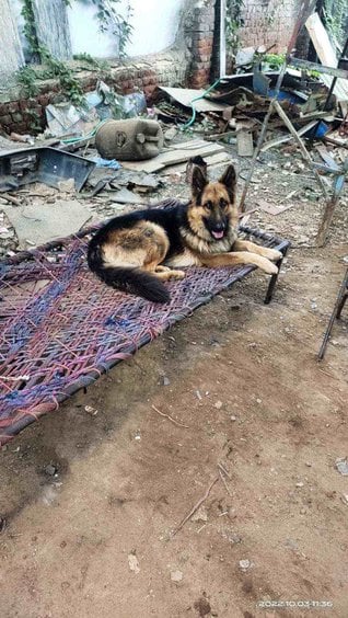 German Shepherd Dogs For Mating In Ahmedabad