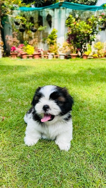 Shih Tzu For Sale In Ernakulam